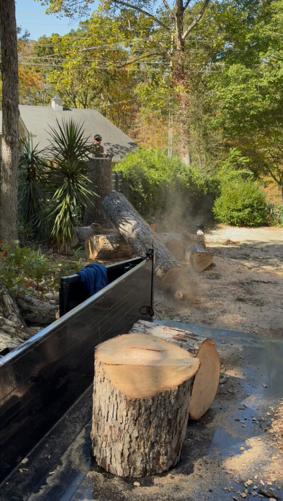 Business queued-photos - MTM Tree Services