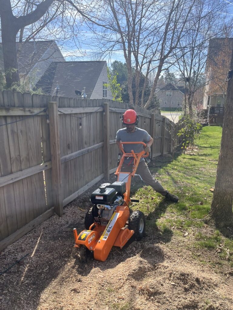 Business queued-photos - MTM Tree Services