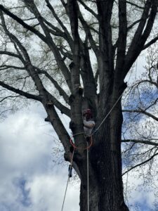 Business queued-photos - MTM Tree Services