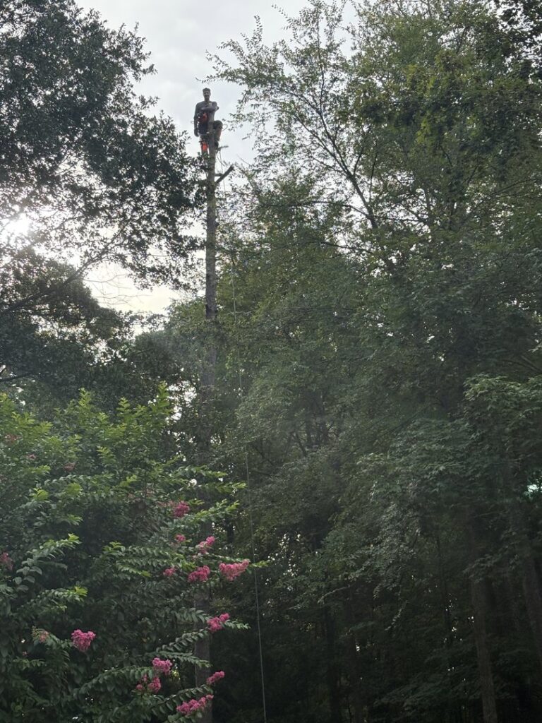 Business queued-photos - MTM Tree Services