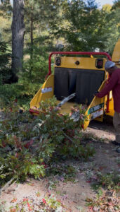 Business queued-photos - MTM Tree Services