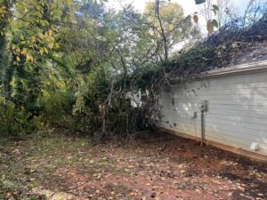 Business queued-photos - MTM Tree Services