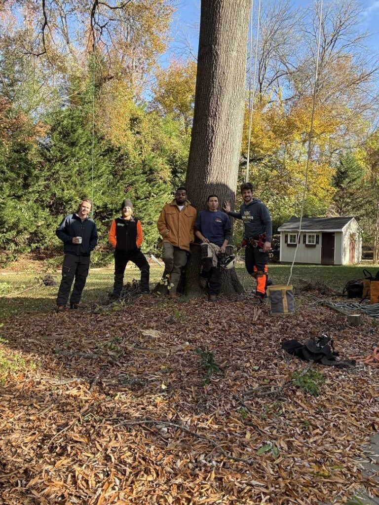 Business queued-photos - MTM Tree Services