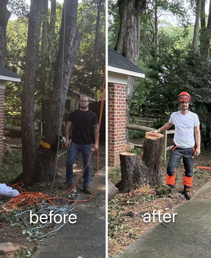 Business queued-photos - MTM Tree Services