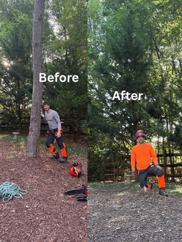 Business queued-photos - MTM Tree Services