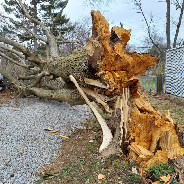 Business queued-photos - ArborMac LLC