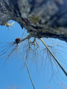 Business queued-photos - ArborMac LLC