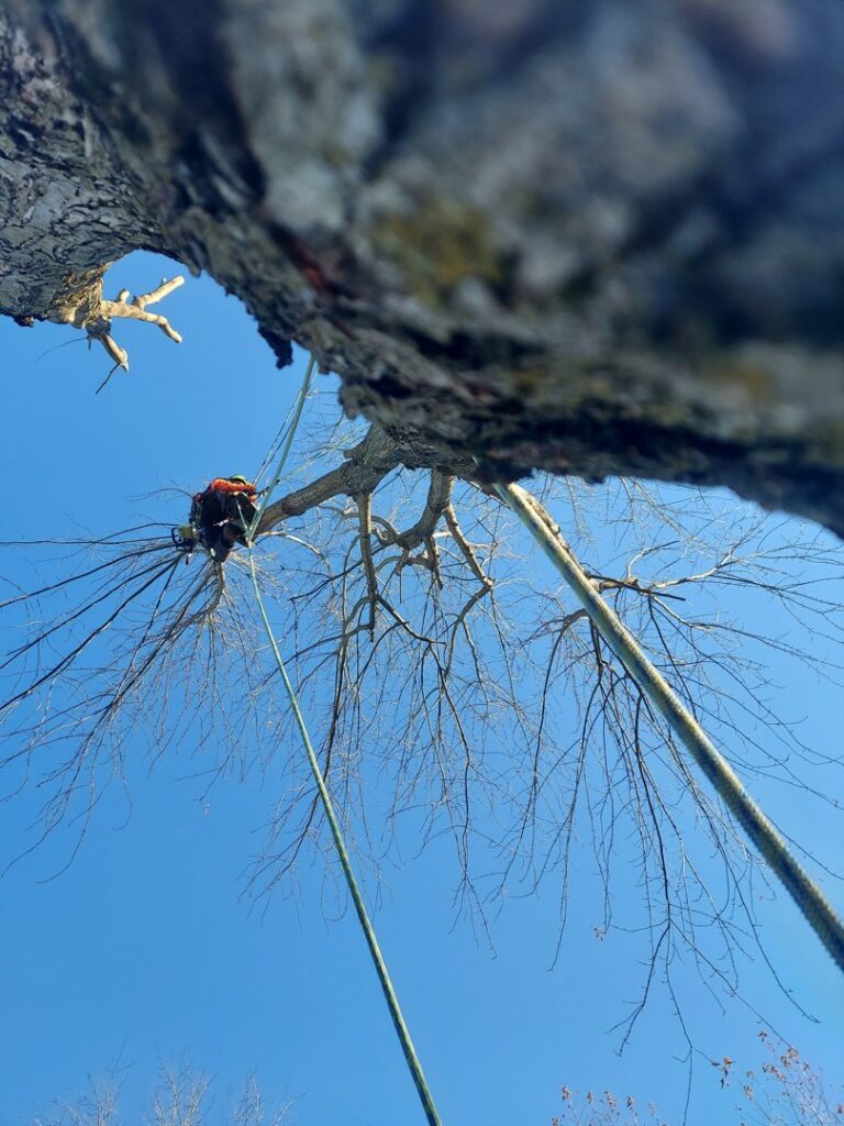 Business queued-photos - ArborMac LLC