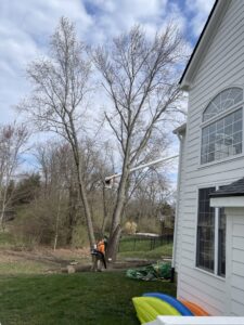 Business queued-photos - ArborMac LLC