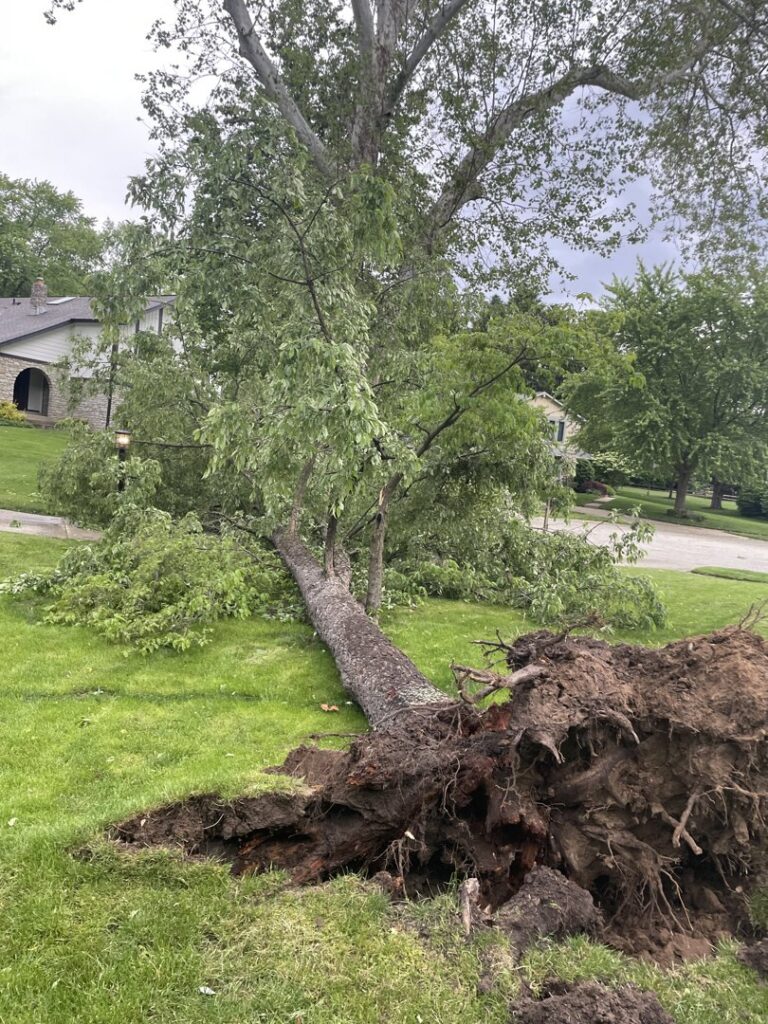 Business queued-photos - ArborMac LLC