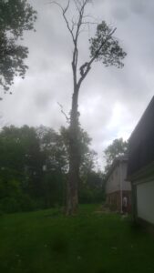 Business queued-photos - ArborMac LLC