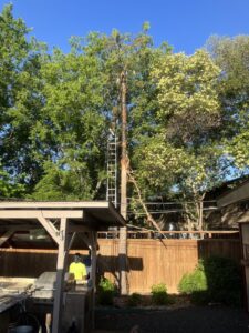 Business queued-photos - All Arbor Tree Care