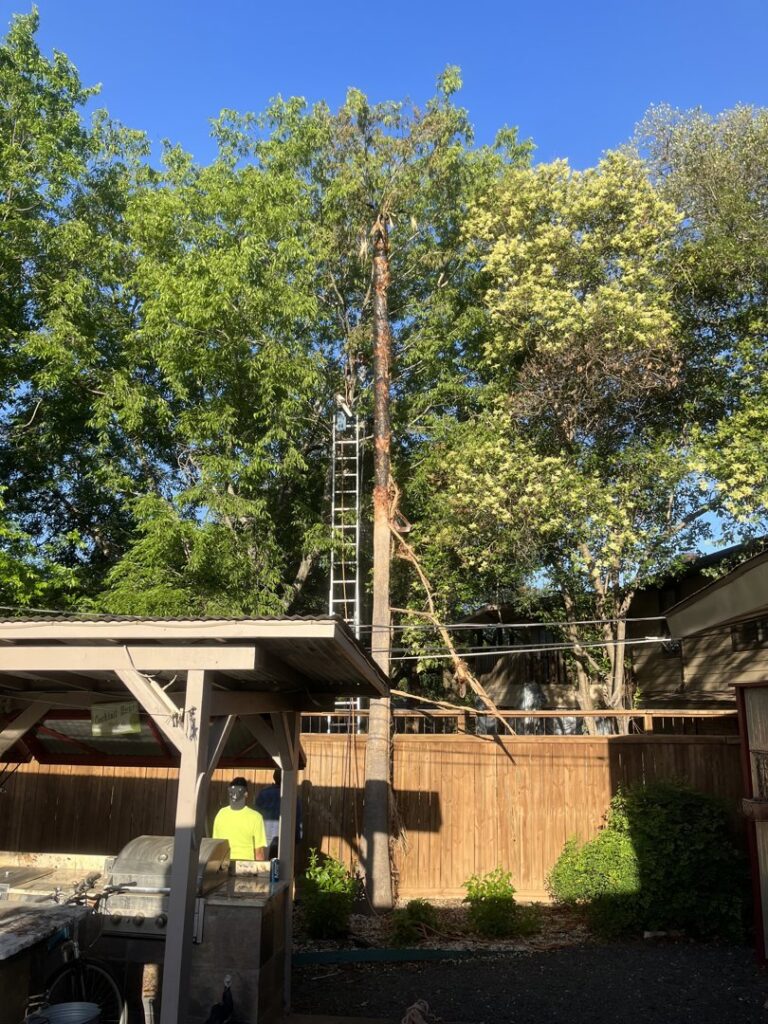 Business queued-photos - All Arbor Tree Care