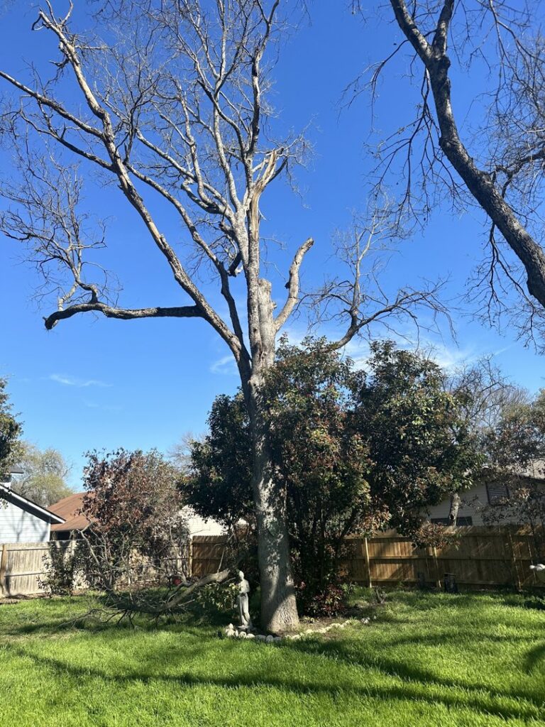 Business queued-photos - All Arbor Tree Care
