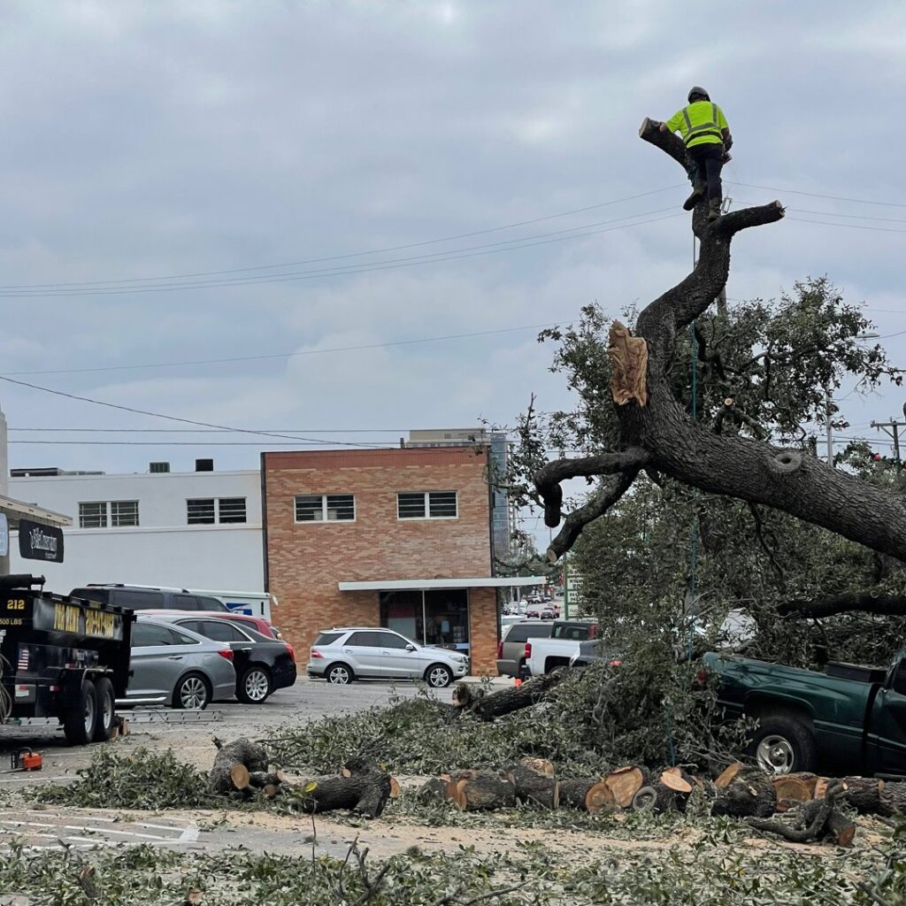 Business queued-photos - All Arbor Tree Care