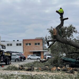 Business queued-photos - All Arbor Tree Care