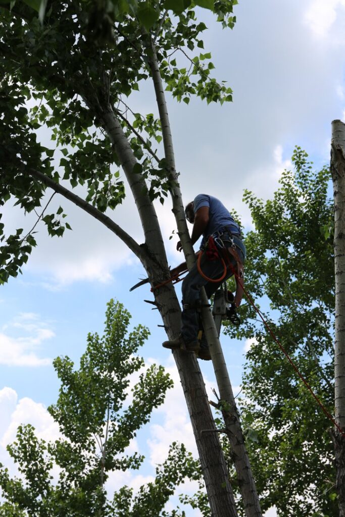 Business queued-photos - All Arbor Tree Care