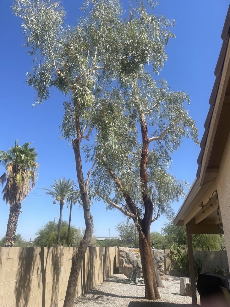 Business queued-photos - Dan’s Tree Service