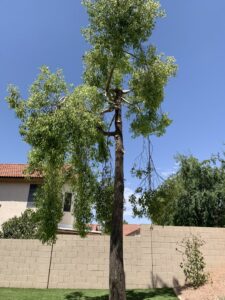 Business queued-photos - Dan’s Tree Service