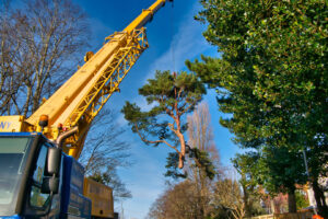 Business queued-photos - Dan’s Tree Service