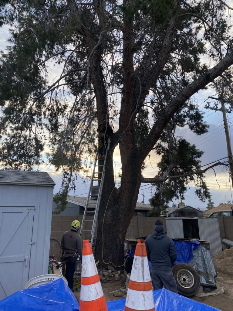 Business queued-photos - Dan’s Tree Service