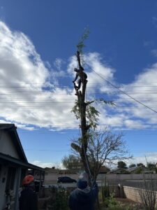 Business queued-photos - Dan’s Tree Service