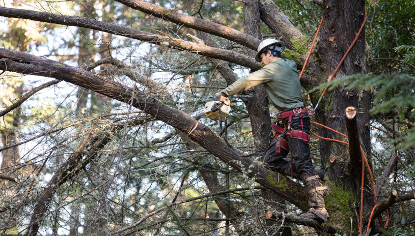 Business queued-photos - The Branch Manager Tree Service