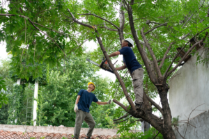 Business queued-photos - The Branch Manager Tree Service