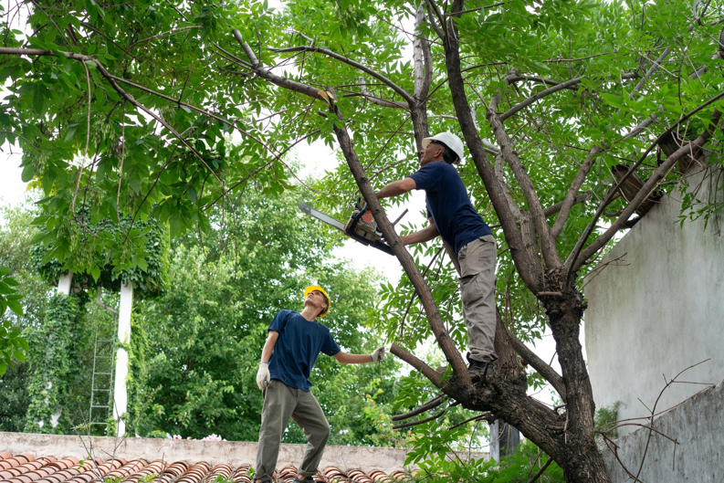 Business queued-photos - The Branch Manager Tree Service