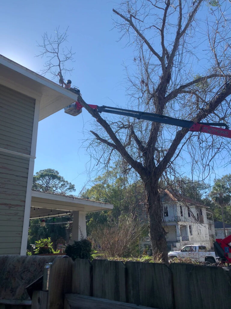 Business queued-photos - The Branch Manager Tree Service