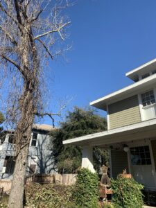 Business queued-photos - The Branch Manager Tree Service