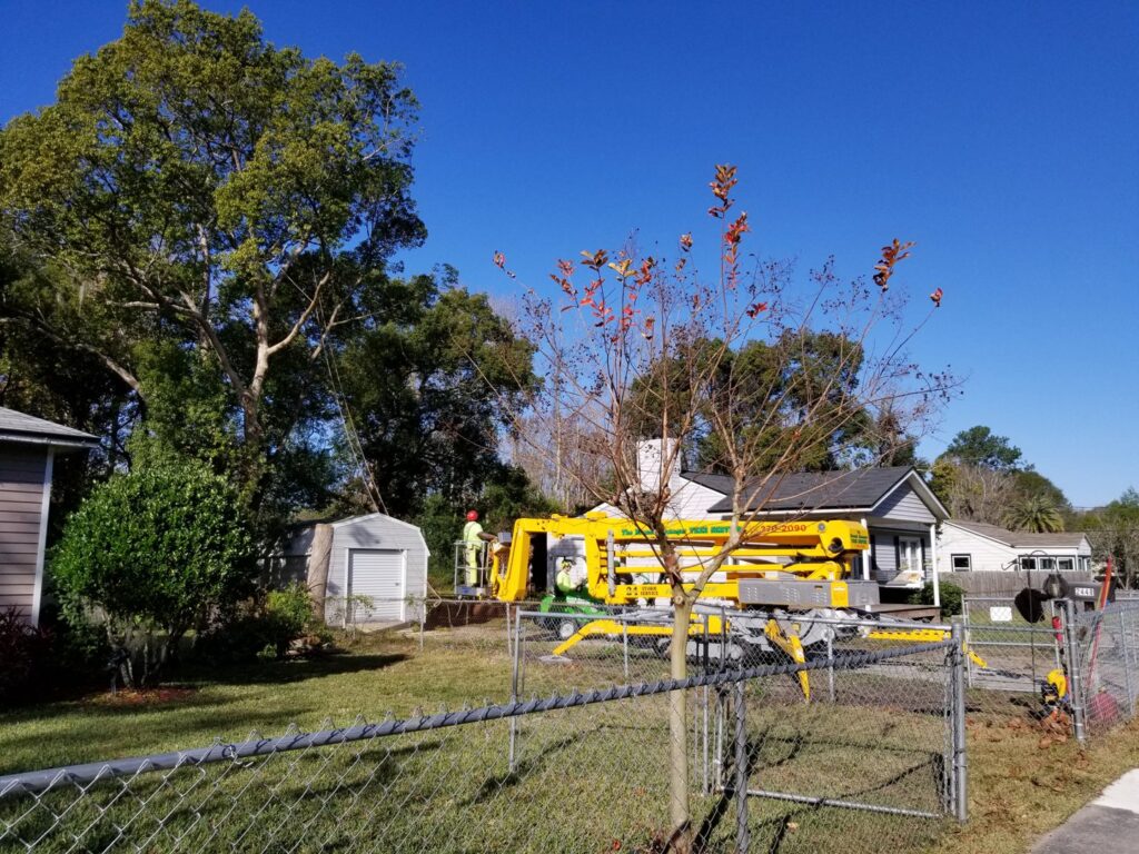 Business queued-photos - The Branch Manager Tree Service