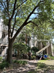 Business queued-photos - The Branch Manager Tree Service