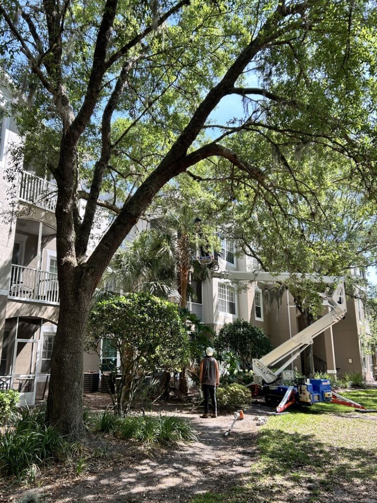 Business queued-photos - The Branch Manager Tree Service