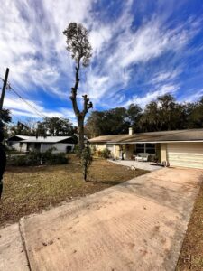 Business queued-photos - The Branch Manager Tree Service