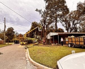 Business queued-photos - The Branch Manager Tree Service