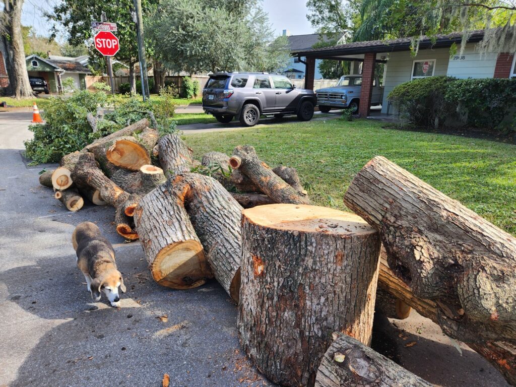 Business queued-photos - The Branch Manager Tree Service