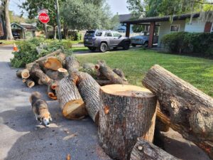 Business queued-photos - The Branch Manager Tree Service
