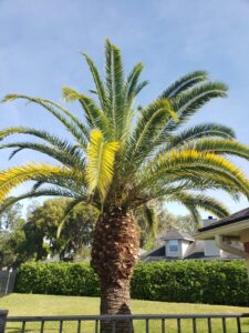Business queued-photos - The Branch Manager Tree Service