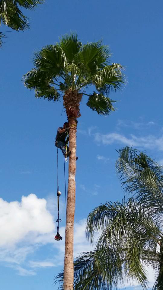 Business queued-photos - Precision Landscape and Tree Service