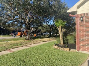Business queued-photos - Precision Landscape and Tree Service