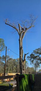 Business queued-photos - Precision Landscape and Tree Service