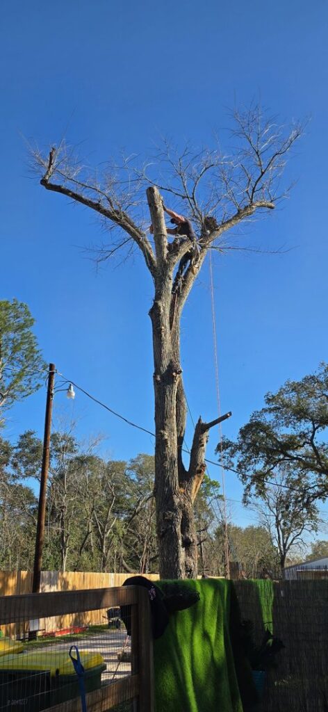 Business queued-photos - Precision Landscape and Tree Service