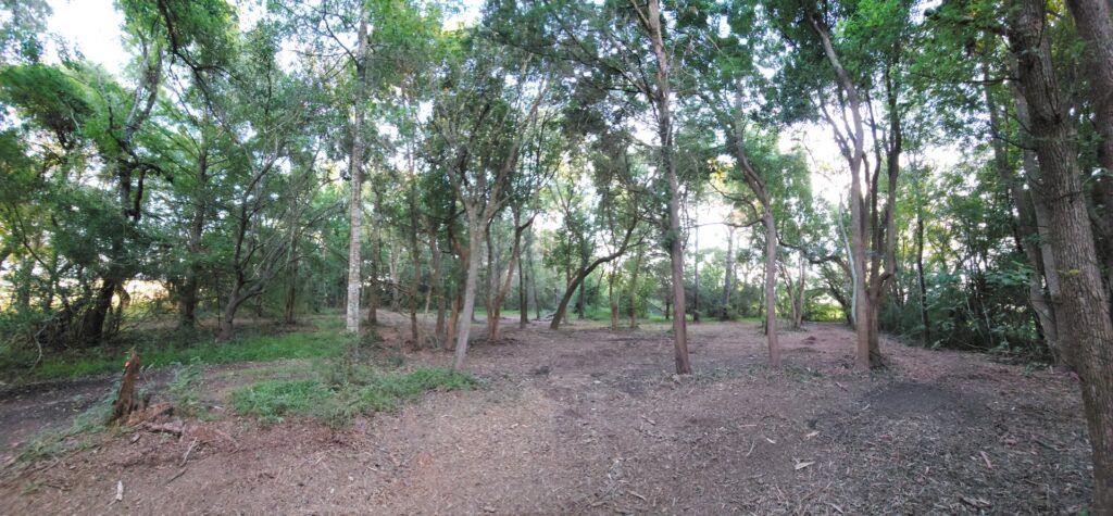 Business queued-photos - Precision Landscape and Tree Service