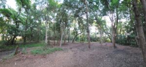 Business queued-photos - Precision Landscape and Tree Service