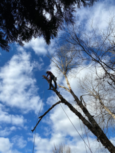Business queued-photos - South Charlotte Tree Service