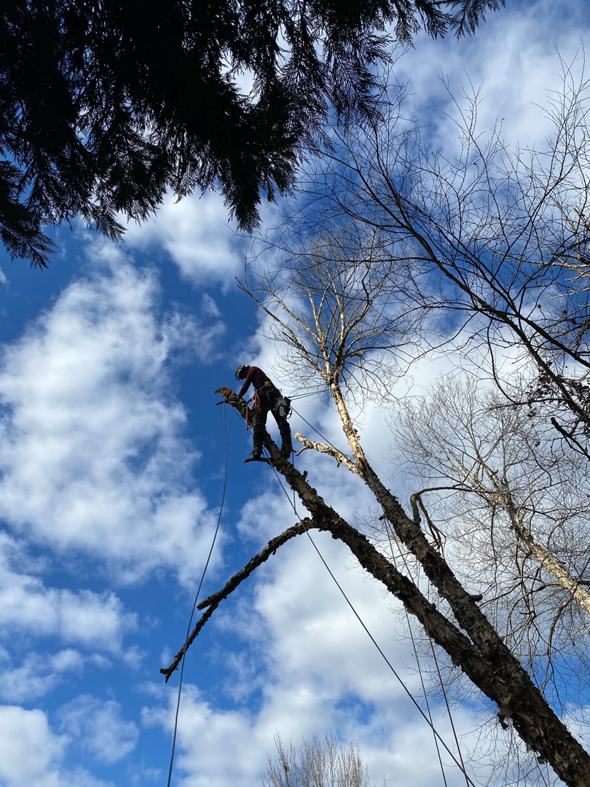 Business queued-photos - South Charlotte Tree Service
