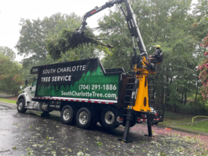 Business queued-photos - South Charlotte Tree Service