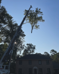 Business queued-photos - South Charlotte Tree Service