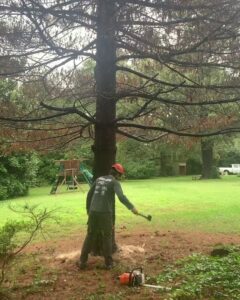 Business queued-photos - South Charlotte Tree Service